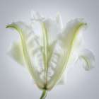 USA, Washington State, Seabeck. Roselily flower close-up. Art Print